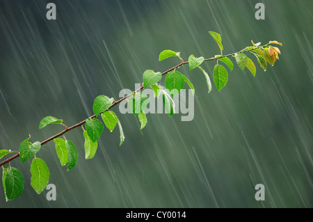 Gemeinsame Pflaume (Prunus Domestica), Zweigstelle im Regen, North Rhine-Westphalia Stockfoto