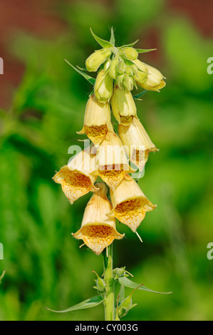 Großer blühender Fingerhut oder große blühende gelbe Fingerhut (Digitalis Grandiflora, Digitalis Ambigua), North Rhine-Westphalia Stockfoto