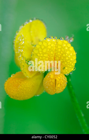 Vogel's – Foot Trefoil (Lotus Corniculatus), Blumen mit Wasser Tropfen, North Rhine-Westphalia Stockfoto