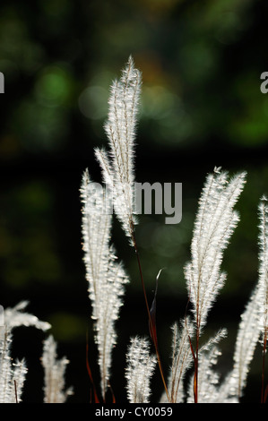 Chinesische Silber Grass (Miscanthus Sinensis) mit Hintergrundbeleuchtung Stockfoto