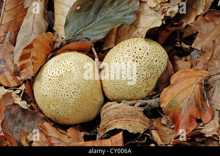 Gemeinsame Earthball oder Schweinsleder vergiften Puffball (Sklerodermie Citrinum), Gelderland, Niederlande, Europa Stockfoto