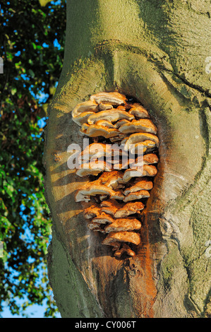 Erle-Halterung (Inonotus Radiatus) auf den Stamm der Buche, Gelderland, Niederlande, Europa Stockfoto