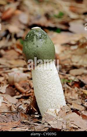 Gemeinsame Stinkmorchel (Phallus Impudicus), Gelderland, Niederlande, Europa Stockfoto