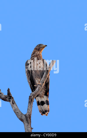 Oriental oder Crested Wespenbussard (Pernis Ptilorhynchus), Keoladeo Ghana Nationalpark, Rajasthan, Indien, Asien Stockfoto