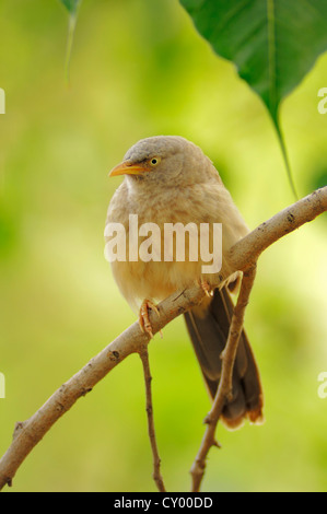 Jungle Babbler (Turdoides Striatus), Keoladeo Ghana Nationalpark, Rajasthan, Indien, Asien Stockfoto