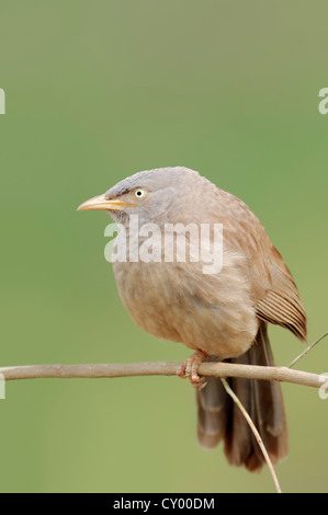 Jungle Babbler (Turdoides Striatus), Keoladeo Ghana Nationalpark, Rajasthan, Indien, Asien Stockfoto