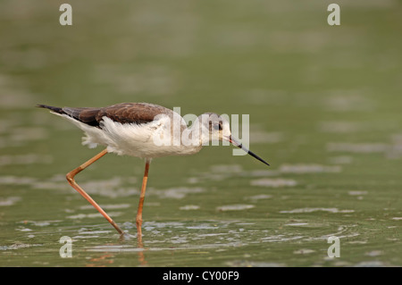 Gleitaar Stelzenläufer, gemeinsame Stelzenläufer oder Pied Stelzenläufer (Himantopus Himantopus), Weiblich, Keoladeo Ghana Nationalpark, Rajasthan, Indien Stockfoto