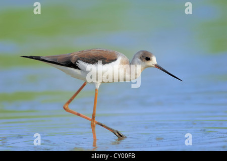 Gleitaar Stelzenläufer, gemeinsame Stelzenläufer oder Pied Stelzenläufer (Himantopus Himantopus), Weiblich, Keoladeo Ghana Nationalpark, Rajasthan, Indien Stockfoto