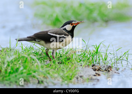 Asiatische Pied Starling (Sturnus Contra), Keoladeo Ghana Nationalpark, Rajasthan, Indien, Asien Stockfoto