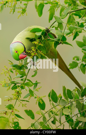 Indischer Halsbandsittich oder Rose-beringt Sittich (geflohen waren Manillensis), Männlich, Keoladeo Ghana Nationalpark Stockfoto