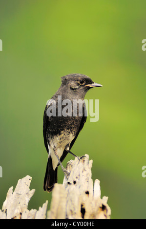 Trauerschnäpper Bushchat (Saxicola Caprata), Männlich, Keoladeo Ghana Nationalpark, Rajasthan, Indien, Asien Stockfoto