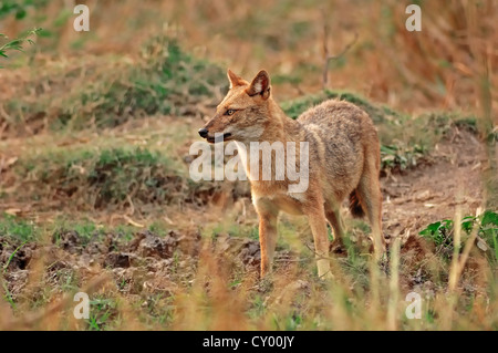 Goldenes Jackal oder gemeinsame Jackal (Canis Aureus), Keoladeo Ghana Nationalpark, Rajasthan, Indien, Asien Stockfoto