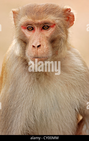 Rhesus-Affe oder Rhesus-Makaken (Macaca Mulatta), Männlich, Keoladeo Ghana Nationalpark, Rajasthan, Indien, Asien Stockfoto