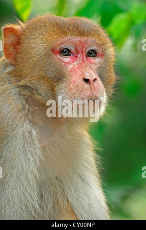 Rhesus-Affe oder Makaken (Macaca Mulatta), Männlich, Porträt, Keoladeo Ghana Nationalpark, Rajasthan, Indien, Asien Stockfoto