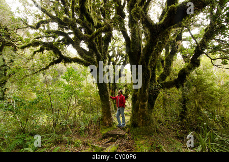 Wanderer im Regenwald auf knorrige, mit Moos bedeckten Baum, Mt Taranaki und Egmont National Park, North Island, Neuseeland Stockfoto