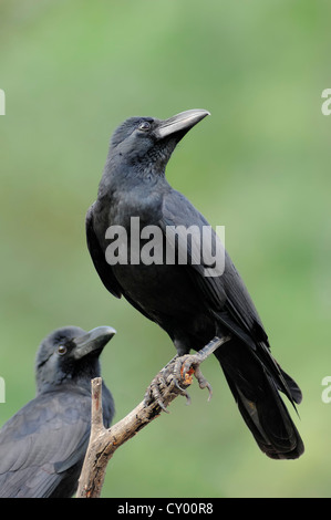 Dschungel Krähe, groß-in Rechnung gestellt oder dick-billed Krähe (Corvus Macrorhynchos), Keoladeo Ghana Nationalpark, Rajasthan, Indien, Asien Stockfoto