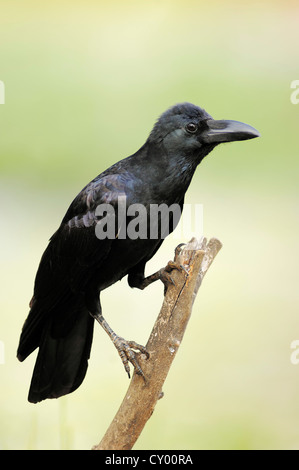 Dschungel Krähe, groß-in Rechnung gestellt oder dick-billed Krähe (Corvus Macrorhynchos), Keoladeo Ghana Nationalpark, Rajasthan, Indien, Asien Stockfoto