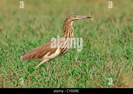 Indischen Teich Heron oder Paddybird (Ardeola Grayii), Keoladeo Ghana Nationalpark, Rajasthan, Indien, Asien Stockfoto