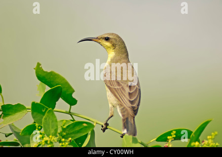 Lila Sunbird (Nectarinia Asiatica), Weiblich, Keoladeo Ghana Nationalpark, Rajasthan, Indien, Asien Stockfoto