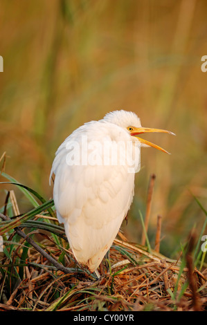 Kuhreiher (Bubulcus Ibis), Keoladeo Ghana Nationalpark, Rajasthan, Indien, Asien Stockfoto