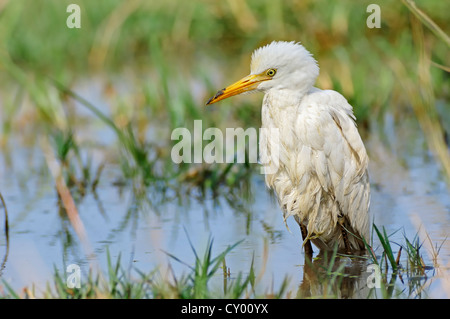 Kuhreiher (Bubulcus Ibis), Keoladeo Ghana Nationalpark, Rajasthan, Indien, Asien Stockfoto