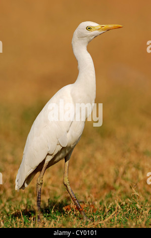 Kuhreiher (Bubulcus Ibis), Keoladeo Ghana Nationalpark, Rajasthan, Indien, Asien Stockfoto