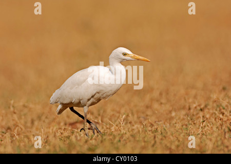 Kuhreiher (Bubulcus Ibis), Keoladeo Ghana Nationalpark, Rajasthan, Indien, Asien Stockfoto