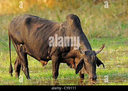 Zebu-Rinder (Bos Primigenius Indicus), trinken, Rajasthan, Indien, Asien Stockfoto