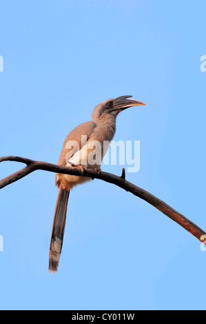 Indische grau Hornbill (Ocyceros Birostris), Keoladeo Ghana Nationalpark, Rajasthan, Indien, Asien Stockfoto