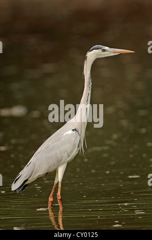 Graue Reiher (Ardea Cinerea), Keoladeo Ghana Nationalpark, Rajasthan, Indien, Asien Stockfoto