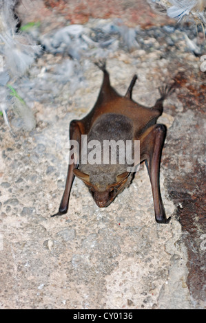 Schwarz-bärtige Grab Bat (Taphozous Melanopogon), Rajasthan, Indien, Asien Stockfoto