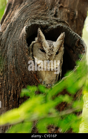 Indische Zwergohreule Eule (Otus Bakkamoena), Keoladeo Ghana Nationalpark, Rajasthan, Indien, Asien Stockfoto