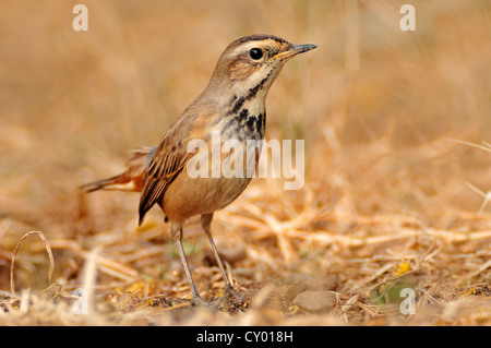 Blaukehlchen (Luscinia Svecica), Weiblich, Keoladeo Ghana Nationalpark, Rajasthan, Indien, Asien Stockfoto