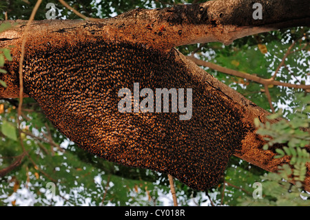 Wilde Nest der riesigen Honigbiene (Apis Dorsata), Keoladeo Ghana Nationalpark, Rajasthan, Indien, Asien Stockfoto