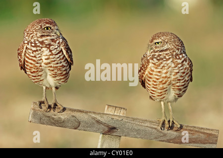 Burrowing Owls (Speotyto Cunicularia, Athene Cunicularia), paar auf Barsch Florida, USA Stockfoto