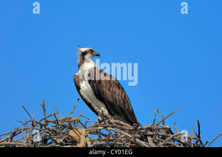 Fischadler (Pandion Haliaetus), thront auf Nest, Everglades-Nationalpark, Florida, USA Stockfoto