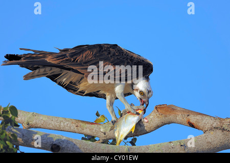 Fischadler (Pandion Haliaetus), ernähren sich von gefangenen Fisch auf Baum, Everglades-Nationalpark, Florida, USA Stockfoto