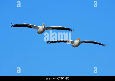 Amerikanische weiße Pelikane (Pelecanus Erythrorhynchos) während des Fluges, Sanibel Island, Florida, USA Stockfoto