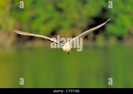 Schwarz-gekrönter Nachtreiher (Nycticorax Nycticorax), im Flug, Florida, USA Stockfoto