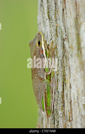 American Green Laubfrosch (Hyla Cinerea), Corkscrew Swamp Sanctuary, Florida, USA Stockfoto