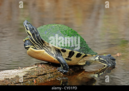 Florida Redbelly Schildkröte oder Florida-Rotbauch-Cooter (Chrysemys Nelsoni, Pseudemys Nelsoni), Myakka River State Park, Florida Stockfoto