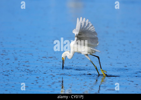 Snowy Egret (Egretta thula), in flight hunting, Sanibel Island, Florida, USA Stockfoto