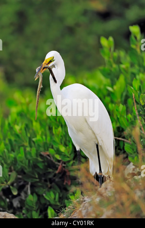 Großer Reiher oder Silberreiher (Casmerodius Albus, Egretta Alba), mit Gefangenen amerikanischen Aal (Anguilla Rostrata) im Schnabel Stockfoto