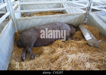 in Liebe Schweinefarm (Feria Internacional Ganadera) Messe am internationalen Vieh Messe in Zafra, Badajoz, Spanien Stockfoto