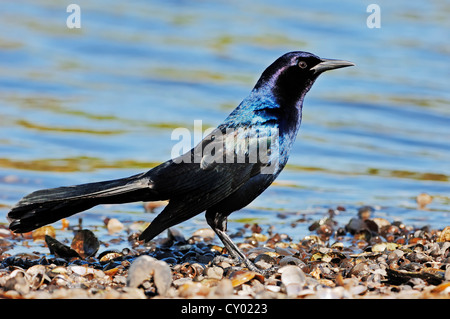 Boot-angebundene Grackle (Quiscalus großen), Männlich, Myakka River State Park, Florida, USA Stockfoto