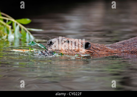 Europäischer Biber oder Eurasische Biber (Castor Fiber Albicus) Essen im Wasser, Brandenburg Stockfoto