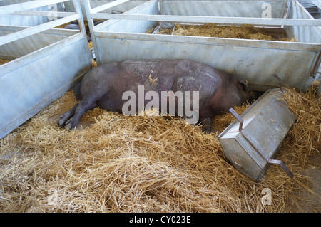 schlafende Schweine Farm (Feria Internacional Ganadera) Messe am internationalen Viehmarkt in Zafra, Badajoz, Spanien Stockfoto