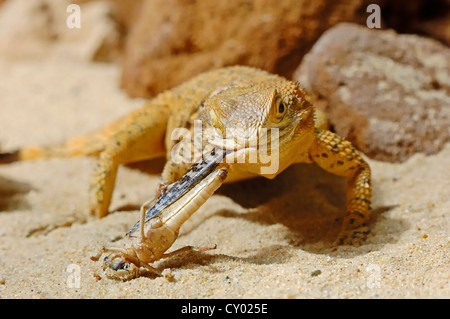 Sterne-Agama oder gemeinsame Hardun (Agama Stellio, Laudakia Stellio) eine wandernde Heuschrecke (Locusta Migratoria, Locusta Danica, Essen Stockfoto