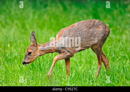 Reh (Capreolus Capreolus), Doe, North Rhine-Westphalia Stockfoto