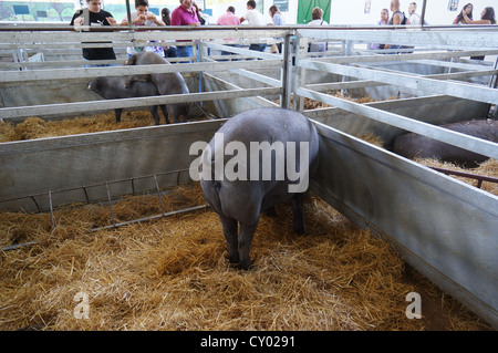 Pig Farm (Feria Internacional Ganadera) Messe am internationalen Viehmarkt in Zafra, Badajoz, Spanien Stockfoto